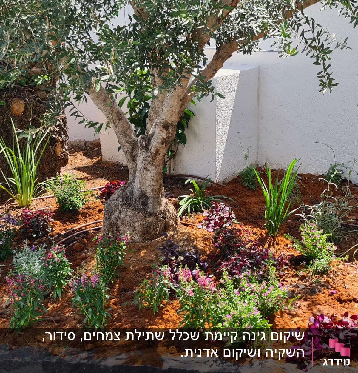 גינה עם עץ זית, פרחים צבעוניים ואדמה חומה